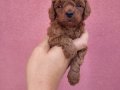 3 aylik redbrown toy poodle bebekler