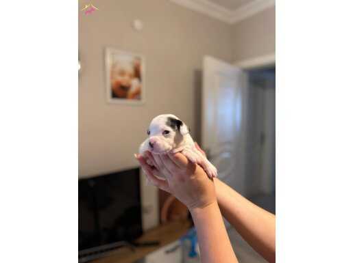 1 Aylık Safkan French Bulldog Bebekler