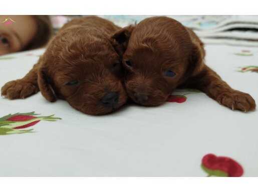 Miniminnak toy poodler yeni yuvasını bekliyor yavrularıma