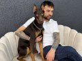 8 aylık saf kan doberman