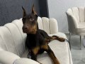 8 aylık saf kan doberman