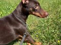 8 aylık saf kan doberman
