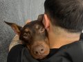 8 aylık saf kan doberman