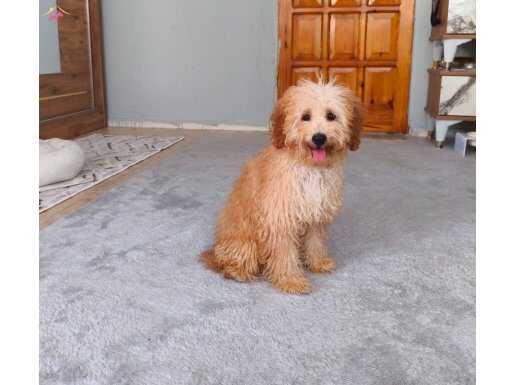 Apricot Dişi Toy Poodle