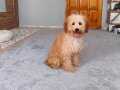 Apricot Dişi Toy Poodle
