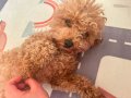 Minyatür Toy Poodle