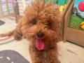 Minyatür Toy Poodle