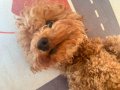 Minyatür Toy Poodle