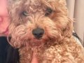 Minyatür Toy Poodle
