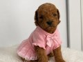 Minik bir poodle 
