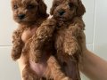 Minyatür poodle
