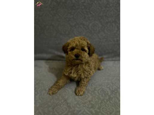 Apricot dişi Toypoddle 