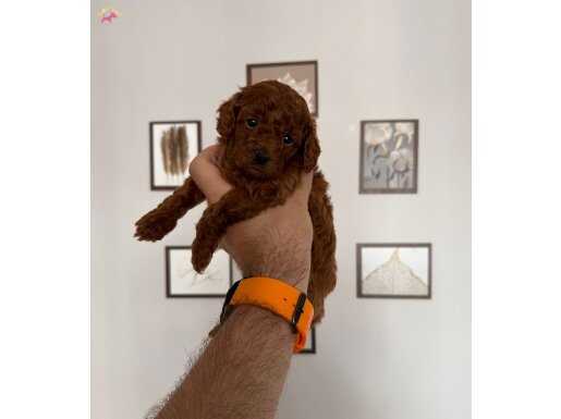 Redbrown dişi erkek yavrular 