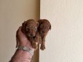 Toy Poodle