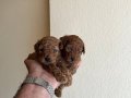 Toy Poodle