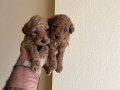 Toy Poodle