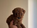 Toy Poodle