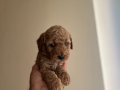 Toy Poodle