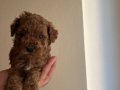 Toy Poodle
