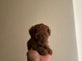 Toy Poodle