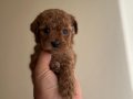 Toy Poodle
