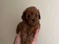 Tenny boy Poddle 
