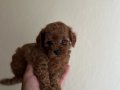 Tenny boy Poddle 