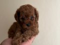 Tenny boy Poddle 