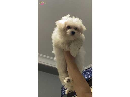 Teacup safkan bebek yüzlü maltese