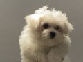 Teacup safkan bebek yüzlü maltese