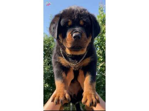 Koca kafa, kalın kemikli, safkan DİŞİ rottweiler 