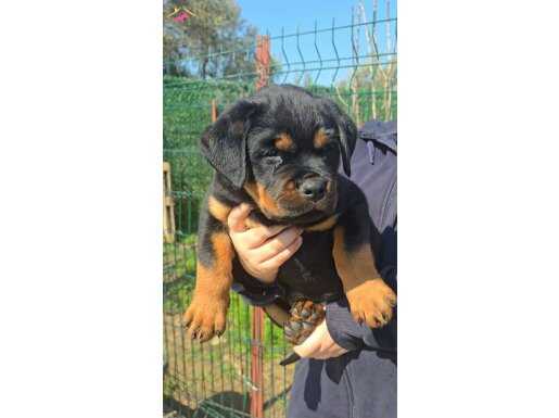 Koca kafa küt burun DİŞİ yavru