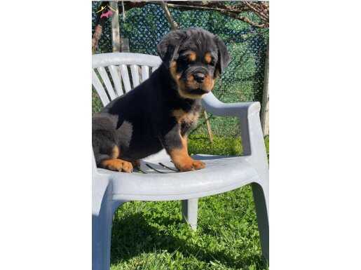 Dev Kafalı, Küt Burun Safkan Rottweiler Yavruları