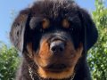 Koca kafa, kalın kemikli, safkan DİŞİ rottweiler 