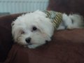 Maltipoo Kardeşler