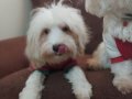 Maltipoo Kardeşler