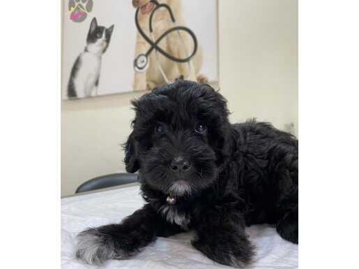 Terrier köpek siyah renkli uysal sakin zeytin ev arıyor