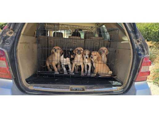 Cane Corso - Macar Vyzla Mix !