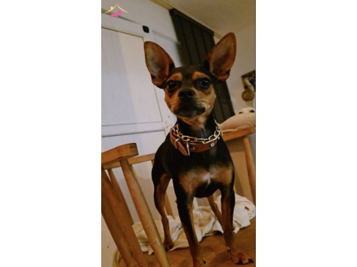 2 yaşında Chihuahua, Tuvalet eğitimi tam, Çocuk canlısı. 