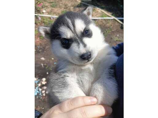 SAF HUSKY YAVRULAR UYGUN FİYATA VERİLECEKTİR