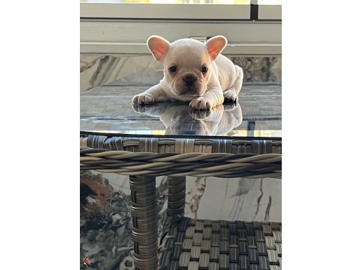 Güzeller güzeli kızımız yeni yuvasını arıyor