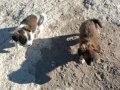 Süs köpeğim değerini verne satılık 