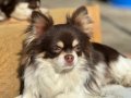 Uzun Tüylü Chihuahua Erkek 
