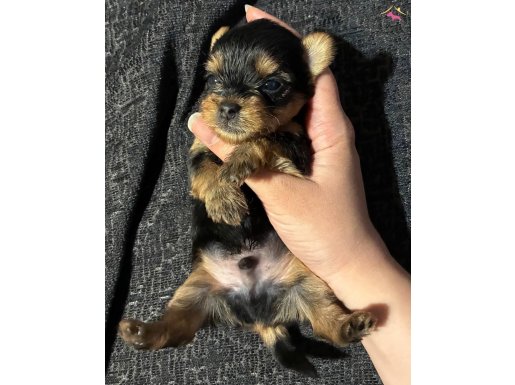 Kore kan Yorkshire terrier yavrular 