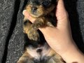 Kore kan Yorkshire terrier yavrular 