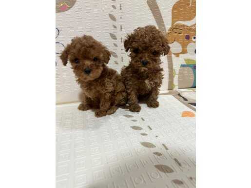 Toy poodle yavruları sahiplerini bekliyor 