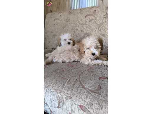 uygun poodle yavrular