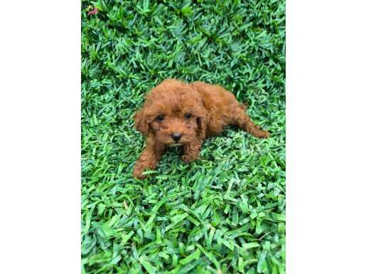 Sakarya da aşılı toy poodle bebekler 