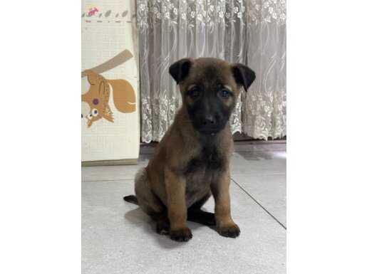 Evinizin bekçi adayları 