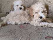 uygun poodle yavrular